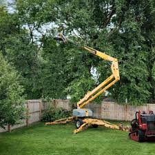 Best Root Management and Removal  in Mission, TX