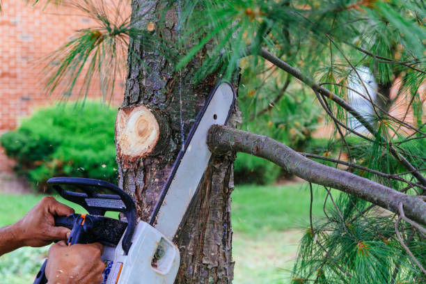 Best Tree Maintenance Programs  in Mission, TX